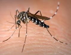 The Asian Tiger mosquito can be easily identified by the white and black stripes on its legs and abdomen.