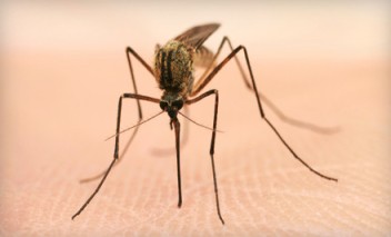 mosquito squad mosquito